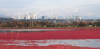 Cranberry: Native American Berry with Disease-Fighting Antioxidants Global EAT - Cranberry: Native American Berry with Disease-Fighting Antioxidants