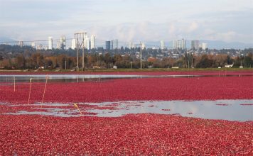 Cranberry: Native American Berry with Disease-Fighting Antioxidants Global EAT - Cranberry: Native American Berry with Disease-Fighting Antioxidants