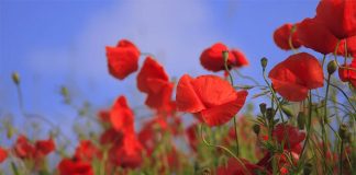 Military Meals: From Ration to Remembrance Global EAT - Military Meals: Do They Taste Like Rat-Au-Van or Filet Mignon?
