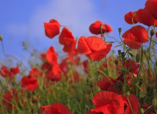 Military Meals: From Ration to Remembrance Global EAT - Military Meals: Do They Taste Like Rat-Au-Van or Filet Mignon?