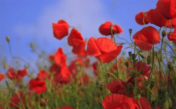 Military Meals: From Ration to Remembrance Global EAT - Military Meals: Do They Taste Like Rat-Au-Van or Filet Mignon?