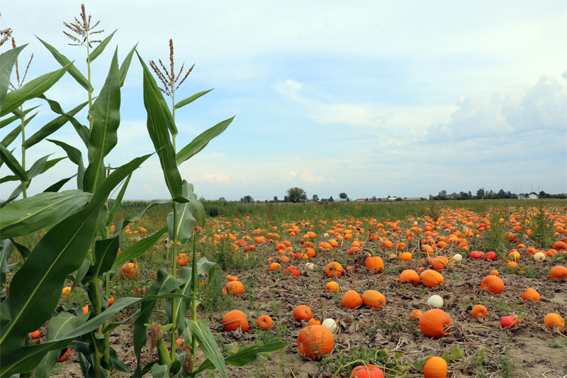 Pumpkins: Best Varieties for Pies, Soups, Stews and More Global EAT - Pumpkins: Best Varieties for Pies, Soups, Stews and More