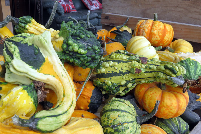 Global EAT - Pumpkins: Best Varieties for Pies, Soups, Stews and More