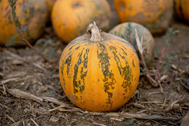 Global EAT - Pumpkin: Best Varieties for Pies, Soups, Stews and More