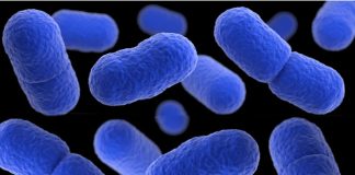Listeria Risk for White Chicken and Mushroom Sauce and Ready-to-Eat Meat Products Global EAT - Listeria Risk for White Chicken and Mushroom Sauce and Ready-to-Eat Meat Products