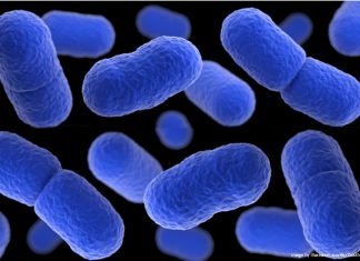 Listeria Risk for White Chicken and Mushroom Sauce and Ready-to-Eat Meat Products Global EAT - Listeria Risk for White Chicken and Mushroom Sauce and Ready-to-Eat Meat Products