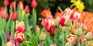 The Canadian Tulip Festival: Celebrating 80 Years of Liberation Global EAT - The Canadian Tulip Festival: Celebrating 80 Years of Liberation