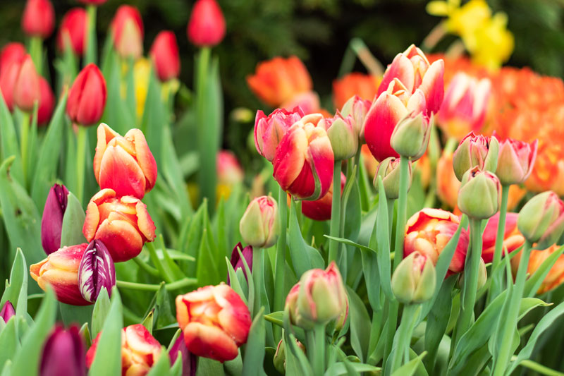 Global EAT - The Canadian Tulip Festival: Celebrating the Naval Reserve Centennial