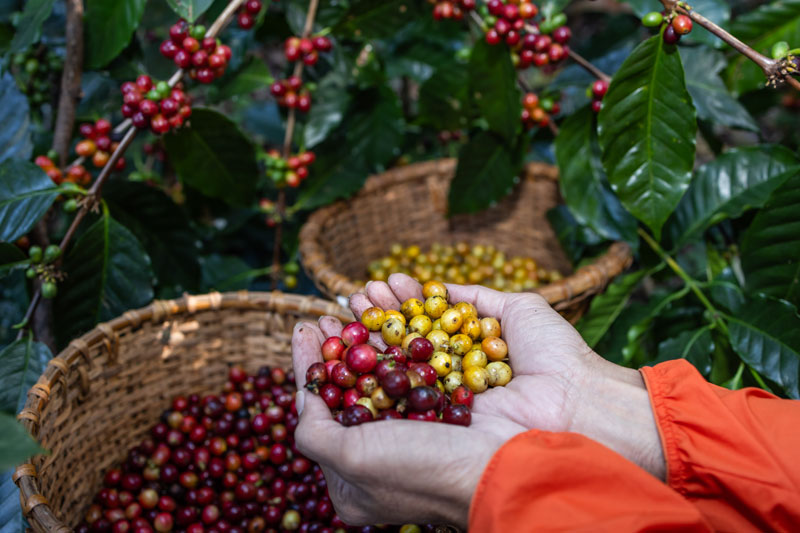 Global EAT - Coffee: World’s Top Java Guzzlers and Why Poop Beans are So Expensive?