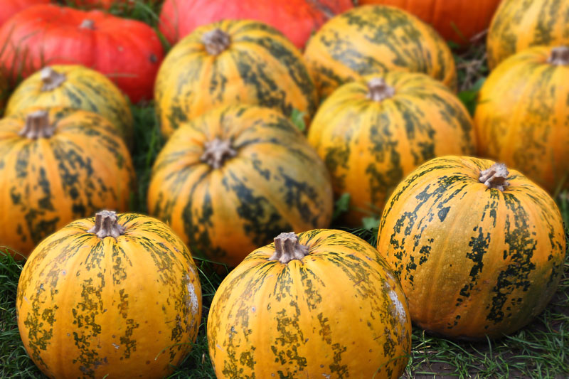 Global EAT - Pumpkins: Best Varieties for Pies, Soups, Stews and More