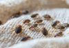 Bedbugs: A Growing Concern in Hotels, Flights, and Cruises Global EAT - Bedbugs: A Growing Concern in Hotels, Flights, and Cruises