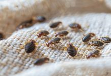 Global EAT - Bedbugs: A Growing Concern in Hotels, Flights, and Cruises