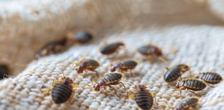 Bedbugs: A Growing Concern in Hotels, Flights, and Cruises Global EAT - Bedbugs: A Growing Concern in Hotels, Flights, and Cruises
