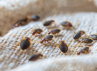 Bedbugs: A Growing Concern in Hotels, Flights, and Cruises Global EAT - Bedbugs: A Growing Concern in Hotels, Flights, and Cruises