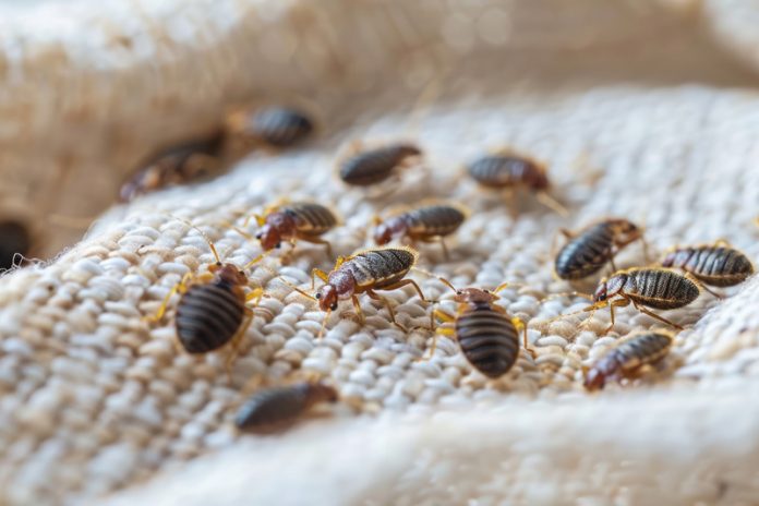 Bedbugs on mattress Global EAT - Bedbugs: A Growing Concern in Hotels, Flights, and Cruises