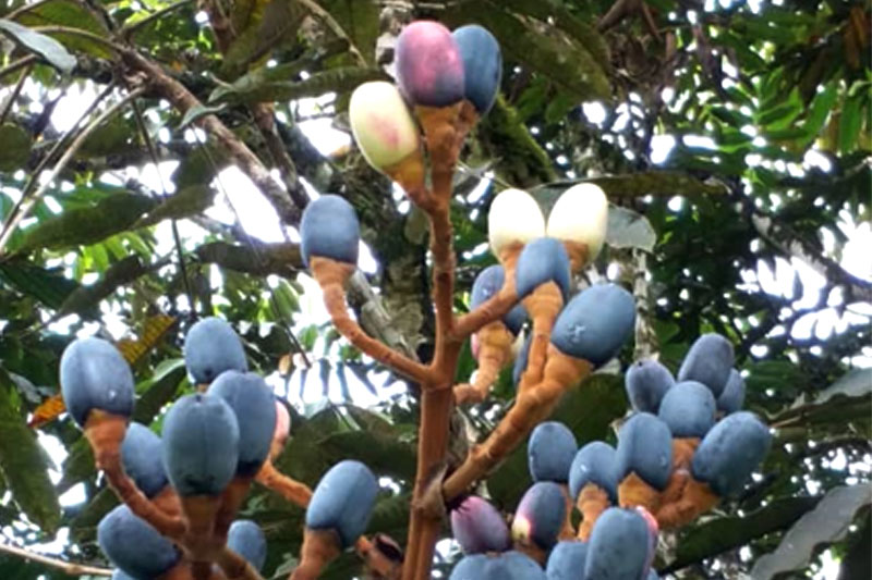 The Exotic Fruit with Secret Flavours and Tales of Resilience Global EAT - The Exotic Fruit with Secret Flavours and Tales of Resilience