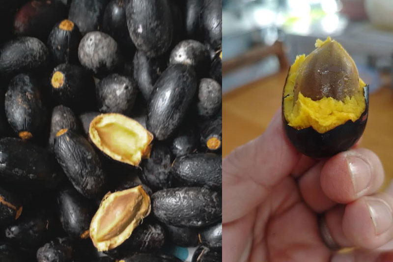 Global EAT - The Elusive Fruit with Secret Flavours and Stories of Resilience