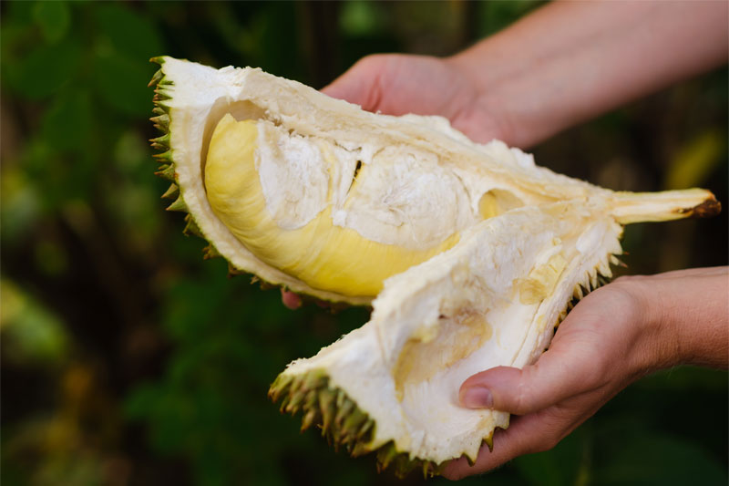 Global EAT - Malaysian Durian: How the World’s Most Polarizing Fruit Becomes a Global Obsession