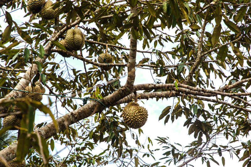 Global EAT - Malaysian Durian: How the World’s Most Polarizing Fruit Becomes a Global Obsession